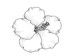 hibiscus just flower